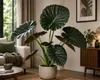 Alocasia Regal Shield, 60–80 cm. Également appelée "Oreille Voir les images du produit 3