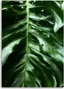 Leinwandbild glattes blatt einer monstera-pflanze 70x100 cm Produktbild-Vorschau 3