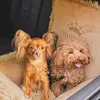Hunde Auto Sitz | Autositz für Hunde, Rückbank, Vordersitz Produktbild-Vorschau 6
