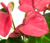 Dehner Waterplant Flamingoblume, Anthurium Rosa Champion, Produktbild-Vorschau 3