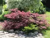 Fächerahorn ´GARNET´ 60-70 cm, Cont. 3 l Produktbild-Vorschau 5