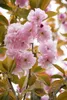Prunus serrulata 'Kanzan', Japanische Blütenkirsche, rosa, Produktbild-Vorschau 12