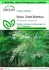 SAFLAX - Garden to go - Moso Giant Bamboo - 20 Nasiona - Z Podgląd zdjęcia produktu 1