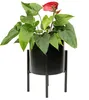 A potted plant with green leaves and a red flower sits in a black pot on a black stand against a white background. Produktbild-Vorschau