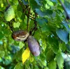 Dreiblättrige Schokoladenranke (Akebia trifoliata)  - 10 Produktbild-Vorschau 2