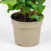 4er-Set Gemeiner Efeu - pflegeleichte Zimmerpflanze, Hedera Produktbild-Vorschau 5