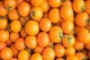 SAFLAX  -- Pomodoro - Golden Queen  - 15 semi - Solanum Anteprima dell’immagine prodotto 4