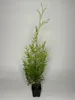 1 Stück, 40-50cm, Topf 9cm, Lebensbaum Thuja occidentalis Produktbild-Vorschau 1