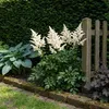 Stauden Gänge 1 x Astilbe japonica 'Deutschland' im 0,5 Produktbild-Vorschau 1