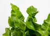 Bloomique - Asplenium Crispy Wave - Nestfarn - Produktbild-Vorschau 3
