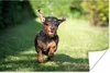 MuchoWow® Poster Ein sprintender Dackel 180x120 cm - Produktbild-Vorschau 1