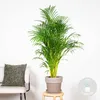 Bloomique - Dypsis Lutescens - Złota palma - Areca - Palma Podgląd zdjęcia produktu 2