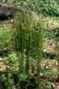 Osmunda regalis, Königsfarn, ca. 9x9 cm Topf Produktbild-Vorschau 5