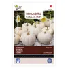 Semi di zucca ornamentale Buzzy Baby Boo - Circa 1 gr | Anteprima dell’immagine prodotto 1