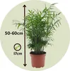 Chamedora - Chamaedorea elegans - Wysokość 50-60cm - ⌀17cm Podgląd zdjęcia produktu 2