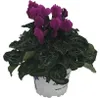 Alpenveilchen Patio Mix FloraSelf Cyclamen persicum Ø 10/11 Produktbild-Vorschau 4
