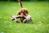 TRIXIE Tiger Hundespielzeug - diverse - 28 cm Produktbild-Vorschau 3