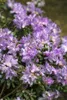 Rhododendron catawbiense 'Grandiflorum', lila Blüten, 40–50 Produktbild-Vorschau 11