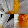 Bild auf Leinwand - Leinwandbild - Kraut Kamille Blume Produktbild-Vorschau 8