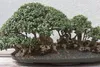 SAFLAX - Ölbaum - Olea europea - 20 Samen Produktbild-Vorschau 4