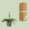 Humata tyermannii Bärenfußfarn Ø 17 cm - Höhe 20 cm - Produktbild-Vorschau 3