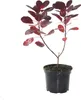 Perückenstrauch ´ROYAL PURPLE´ 40-50 cm, Cont. 2,5 l Produktbild-Vorschau 9