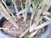 Oleander  100 - 120 cm Busch Nerium Krone Ø50-60cm Produktbild-Vorschau 6