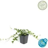 Pudopokryvné rostliny - Vinca minor 'Alba' - bíle kvetoucí Náhled obrázku produktu 2