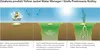 Barenbrug trávna zmes Water Saver 5 kg Náhľad obrázku produktu 7