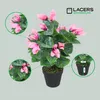 Lacers SMARAGDLINE künstliches Alpenveilchen 2er Set rosa - Produktbild-Vorschau 1