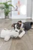 TRIXIE Hundespielzeug Plüsch-Pinguin, Geräuschlos - diverse Produktbild-Vorschau 3