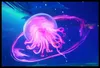 Plakat 60x40cm Neonqualle Produktbild-Vorschau 2
