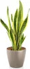 Lechuza plantenpot CLASSICO COLOR 18, zandbruin Productafbeelding-voorbeeld 9