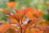 Physocarpus opulifolius 'Amber Jubilee', Blasenspiere, Produktbild-Vorschau 5