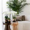 Kolibri Orchids COMBI DEAL von 2 weißen Produktbild-Vorschau 5