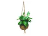 Kokodama Coffea arabica (M) Náhled obrázku produktu 1