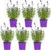 Bloomique - 6er-Set - Lavandula Angustifolia - Produktbild-Vorschau 1