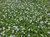 Biala Isotoma fluviatilis 'Alba' 10 - 25cm, srednica 9cm, Podgląd zdjęcia produktu 1