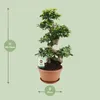 Ficus Ginseng Chinesische Feige Ø27cm ↕70cm Bonsai mit Produktbild-Vorschau 2