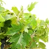 Zimmerpflanze zum Hängen - Königswein - Cissus rhombifolia Produktbild-Vorschau 2