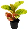 Aglaonema Apple Fantasy - Buntblättriger Kolbenfaden - Produktbild-Vorschau 1