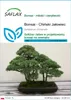 SAFLAX - Bonsai - Chiński Jałowiec - 30 Nasiona - Juniperus Podgląd zdjęcia produktu 1