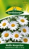 Quedlinburger Weiße Margeriten Mayfield Riesen - Produktbild-Vorschau 5