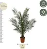 Palmier des Canaries (Phoenix canariensis) Ø 24 cm ↕ 180 cm Voir les images du produit 2