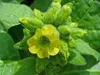 Bauern-Tabak (Nicotiana rustica)  - 100 Samen Produktbild-Vorschau 2