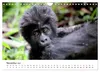 UGANDA - Berggorillas & Chimps (Wandkalender 2027 DIN A4 Produktbild-Vorschau 13