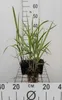 6 x Miscanthus giganteus (florid./japon.) - Herbe géante - Voir les images du produit 2