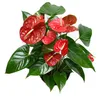 Gardners Anthurium andraeanum červená, průměr 12 cm Náhled obrázku produktu 3
