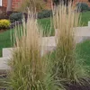 6 x Reitgras Karl Förster - Calamagrostis acutiflora 'Karl Produktbild-Vorschau 1