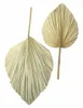 2x Dekoblatt "Palme" Naturprodukt, Palmenblatt, 50 - 70 cm Produktbild-Vorschau 3